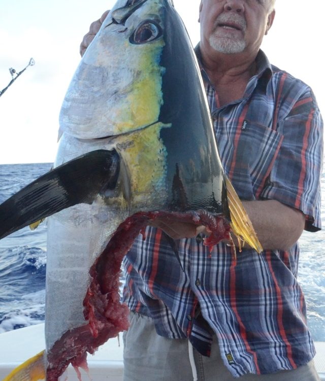 https://www.rodfishingclub.com/wp-content/uploads/2016/08/16kg-yellowfin-tuna-head-after-shark-Rod-Fishing-Club-Rodrigues-Island-Mauritius-Indian-Ocean-640x750.jpg