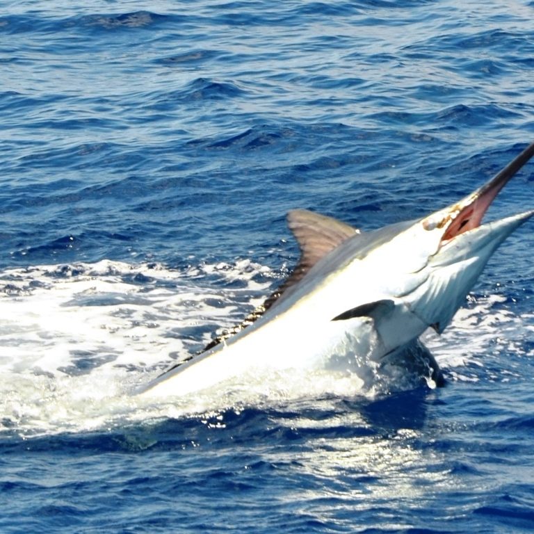 200kg Blue Marlin released for Frans on December 2015 - Rod Fishing ...