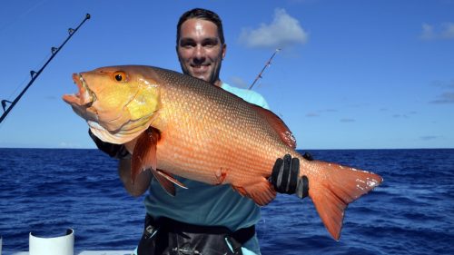 Red snapper on baiting by Gilles