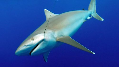 Whitetip shark on baiting